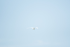 Sterna striata striata