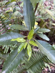Pittosporum undulatum