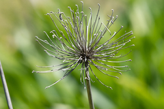 Daucus carota