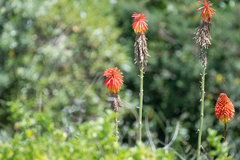 Kniphofia uvaria