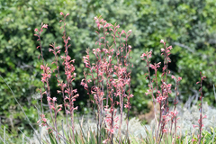 Watsonia meriana