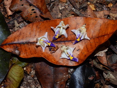 Gmelina fasciculiflora