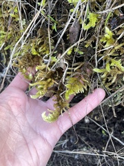 Homalothecium megaptilum