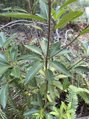 Pittosporum undulatum
