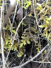 Homalothecium megaptilum