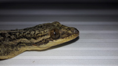 Thecadactylus rapicauda