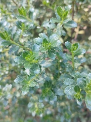 Baccharis conferta