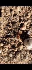 Pogonomyrmex californicus