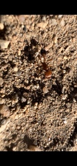 Pogonomyrmex californicus