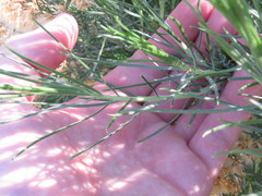 Ericameria linearifolia