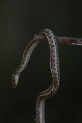 Thamnophis scalaris