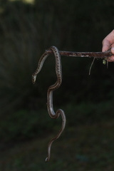 Thamnophis scalaris
