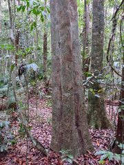 Gmelina fasciculiflora