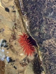 Actinia tenebrosa