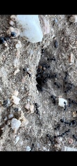 Veromessor pergandei