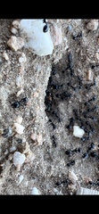 Veromessor pergandei