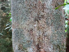 Gmelina fasciculiflora