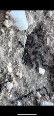 Veromessor pergandei
