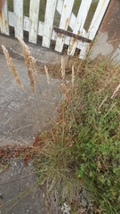 Poa iridifolia