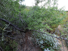 Condalia globosa