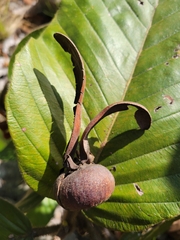 Dipterocarpus