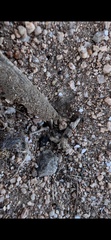Endiodioctes