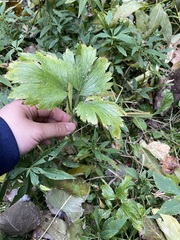 Ranunculus hispidus nitidus