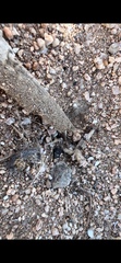Endiodioctes