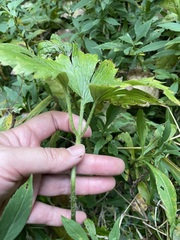 Ranunculus hispidus nitidus