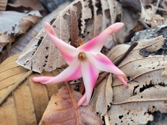 Dipterocarpus