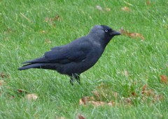 Corvus monedula