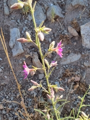 Malesherbia linearifolia