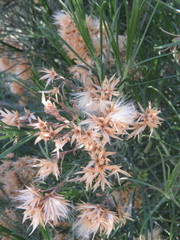 Ericameria linearifolia