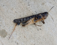 Rhammatocerus viatorius