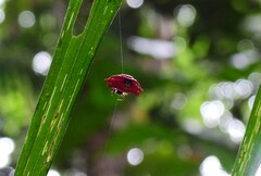 Gasteracantha quadrispinosa