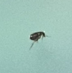 Siphonaptera