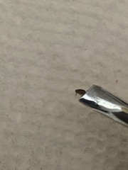 Siphonaptera