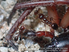 Solenopsis saevissima