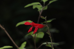 Salvia fulgens
