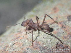 Acromyrmex