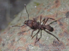 Acromyrmex