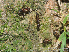 Camponotus cingulatus