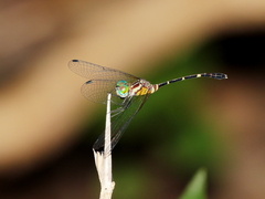 Nannophlebia eludens