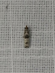 Spilonota constrictana