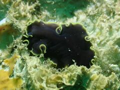 Pseudoceros prudhoei