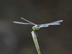 Agrionoptera longitudinalis biserialis