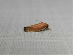 Ptyoptila matutinella