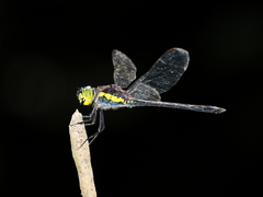 Agrionoptera longitudinalis biserialis