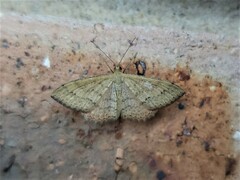 Scopula rubraria