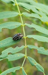 Eudiagogus episcopalis